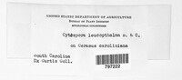 Cytospora leucophthalma image